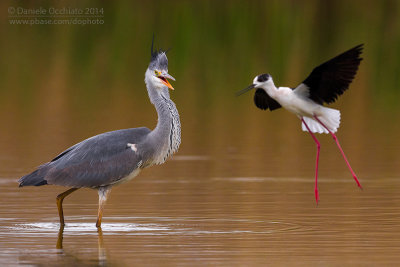 Grey Heron (Ardea cinerea)