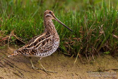 Common Snipe (Gallinago gallinago)