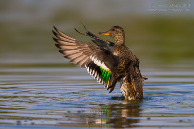 Eurasian Teal (Anas crecca)
