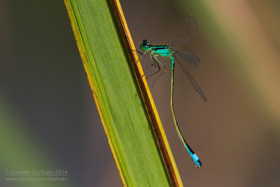 Ischnura elegans