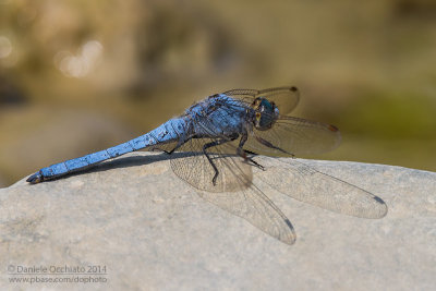 Orthetrum brunneum