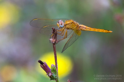 Sympetrum fonscolombii