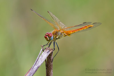 Sympetrum fonscolombii