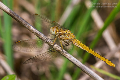 Orthetrum brunneum