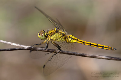 Orthetrum cancellatum