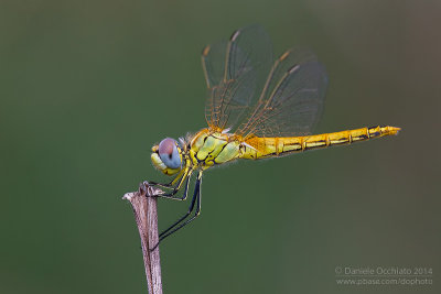 Sympetrum fonscolombii