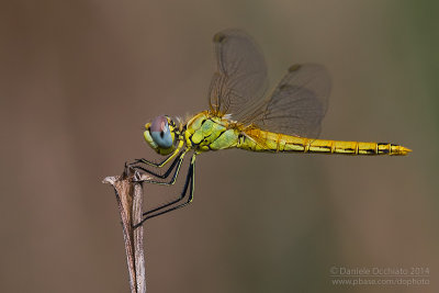 Sympetrum fonscolombii