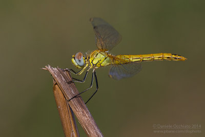 Sympetrum fonscolombii