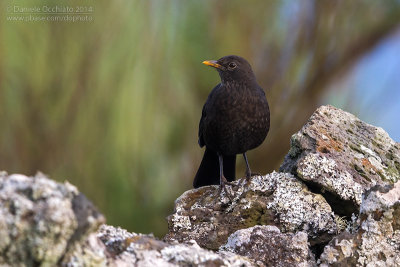 Azores Blackbird (Turdus merula azorensis)