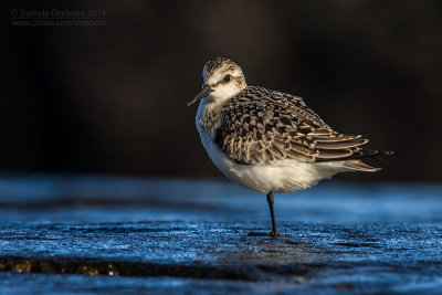 Sanderling (Calidris alba)