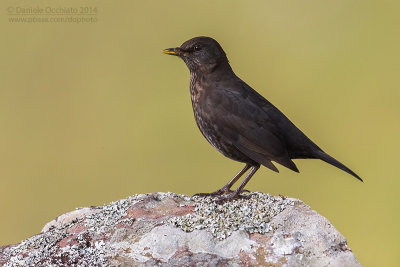 Azores Blackbird (Turdus merula azorensis)