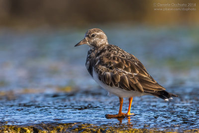 Ruddy Turnstone (Arenaria interpres)