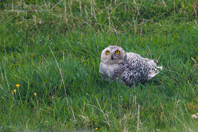 Snowy Owl (Bubo scandiacus)