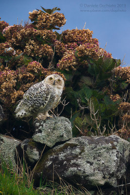 Snowy Owl (Bubo scandiacus)