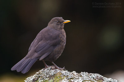 Azores Blackbird (Turdus merula azorensis)