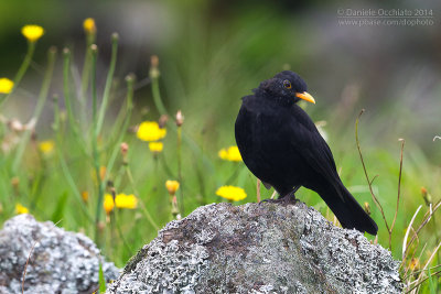 Azores Blackbird (Turdus merula azorensis)