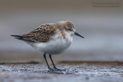 Little Stint (Calidris minuta)