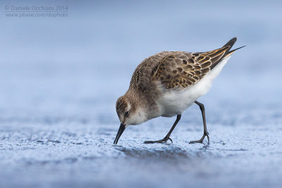 Little Stint (Calidris minuta)