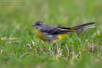 Grey Wagtail (Motacilla cinerea patriciae)