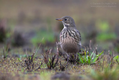 American Buff-bellied Pipit (Anthus rubescens rubescens)