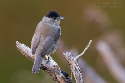 Blackcap (Sylvia atricapilla gularis)