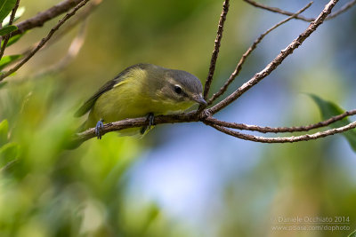 Philadelphia Vireo (Vireo philadelphicus)