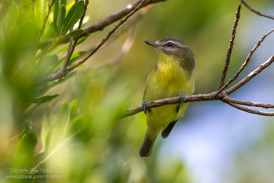 Philadelphia Vireo (Vireo philadelphicus)