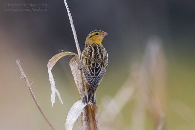 Bobolink (Dolichonyx oryzivorus)