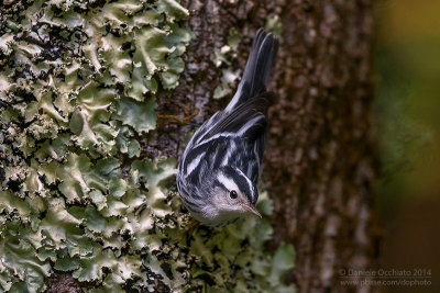 Black and white Warbler (Mniotilta varia)