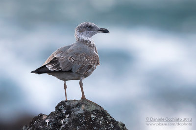 Azores Gull (Larus michahellis atlantis)