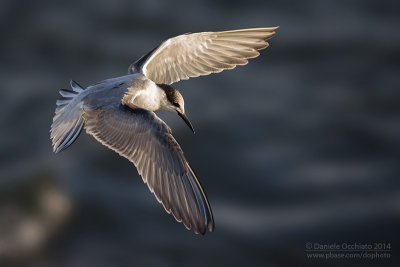 Common Tern (Sterna hirundo)