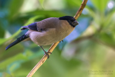 Azores Bullfinch (Pyrrhula murina)