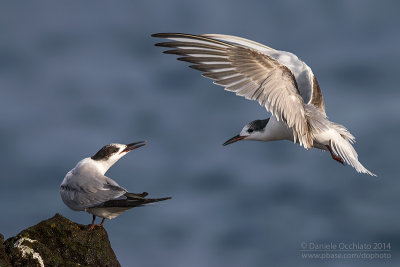 Common Tern (Sterna hirundo)