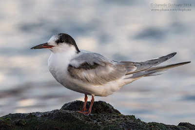 Common Tern (Sterna hirundo)