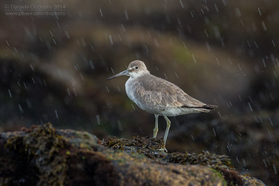 Willet (Tringa semipalmata)