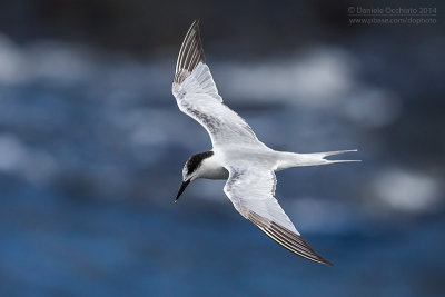 Common Tern (Sterna hirundo)