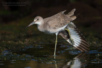 Willet (Tringa semipalmata)