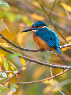 Common Kingfisher (Alcedo atthis)
