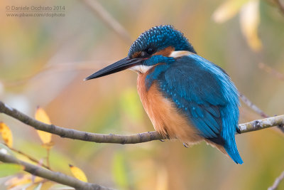 Common Kingfisher (Alcedo atthis)