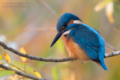 Common Kingfisher (Alcedo atthis)