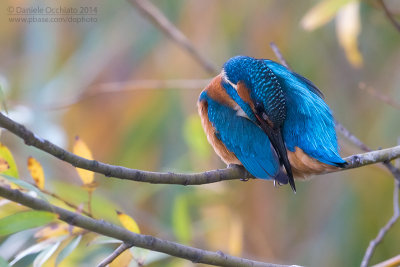 Common Kingfisher (Alcedo atthis)