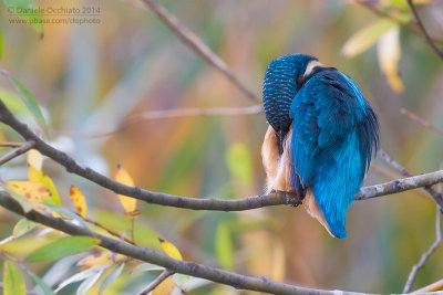 Common Kingfisher (Alcedo atthis)