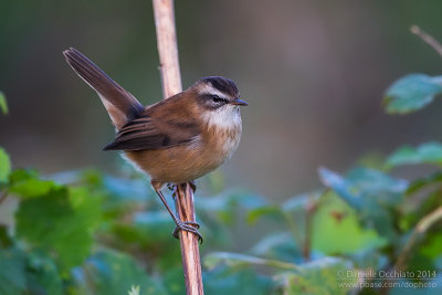 Moustached Warbler (Acrocephalus melanopogon)