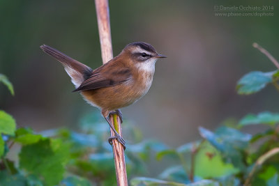 Moustached Warbler (Acrocephalus melanopogon)