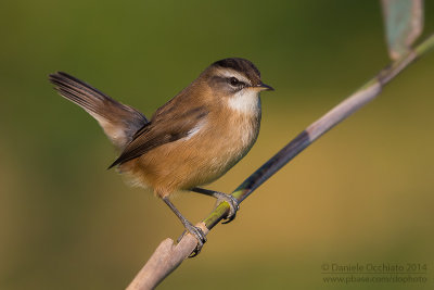 Moustached Warbler (Acrocephalus melanopogon)