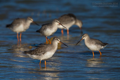 Spotted Redshank (Tringa erythropus)