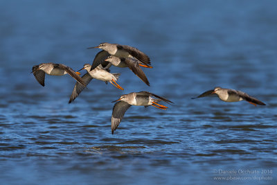 Spotted Redshank (Tringa erythropus)