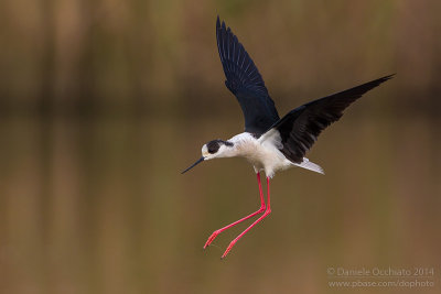 Black-winged Stilt (Himantopus himantopus)