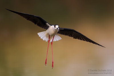 Black-winged Stilt (Himantopus himantopus)