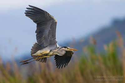 Grey Heron (Ardea cinerea)